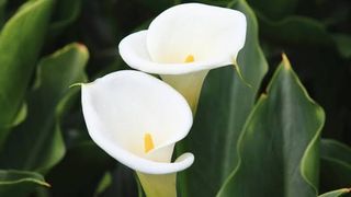 Calla
