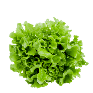 Insalata gentilina - 1pz