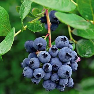 Blue Berries, 125g