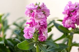 Matthiola incana