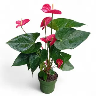 Anthurium