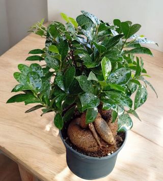 Ficus Bonsaï