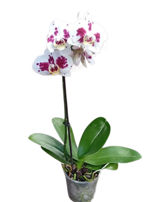 Orchidée