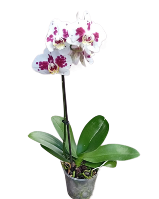Orchidée