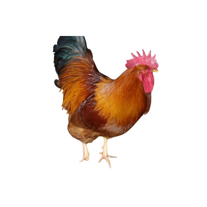 Local Chicken (Male)