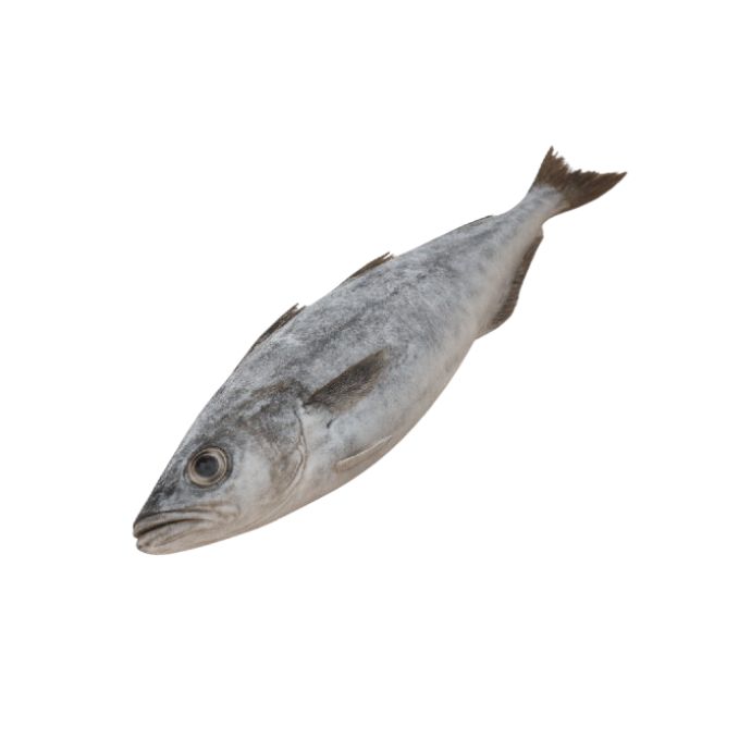 Blue Whiting (30 kg)