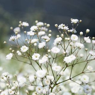 Nebbiolina