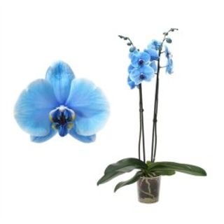 Orchidea  blu