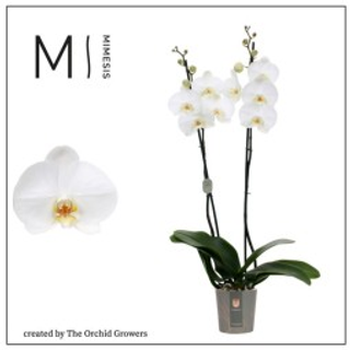 Orchidea bianca