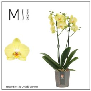 Orchidea gialla