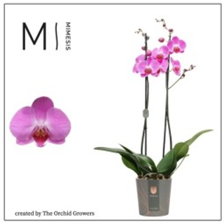 Orchidea rosa