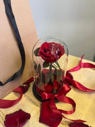 Večna ruža u staklenom zvonu