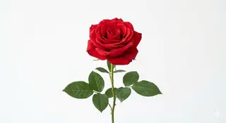 Rose da 3 euro