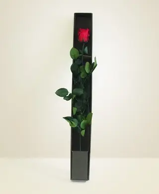 Rosa rossa stabilizzata per 10 anni