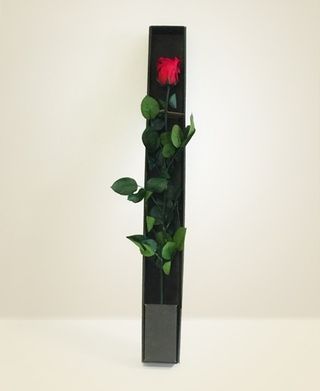 Rosa rossa stabilizzata per 10 anni