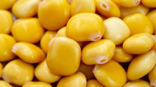 Tremoços
