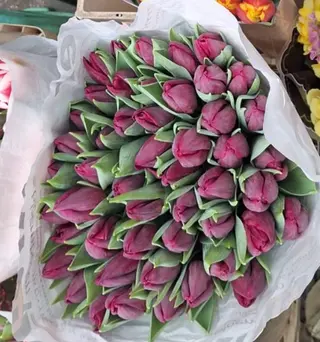 Tulipani viola