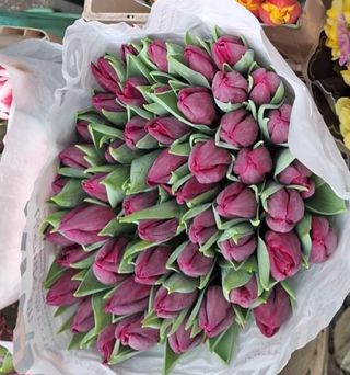 Tulipani viola