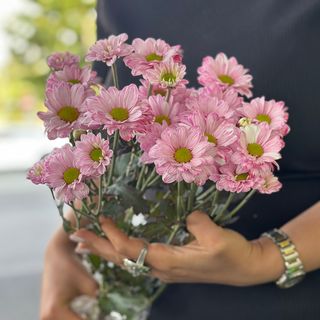 Ромашки розовая