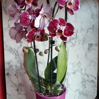 Orhideja