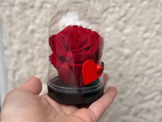 Vječna ruža u zvonu