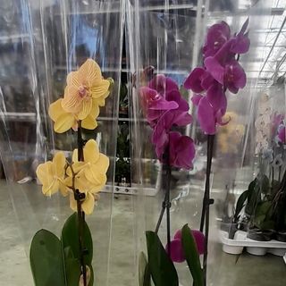 Orhideja sa II grane