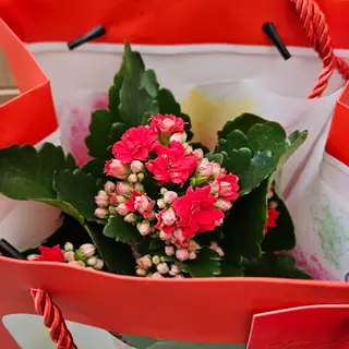 Kalanchoe