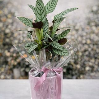 Kalatea u keramičkoj posudi