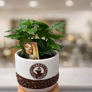 Caffe Arabica
