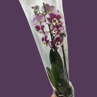 Orhideja bordo bijela