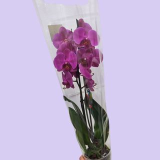 Orhideja ljubičasta