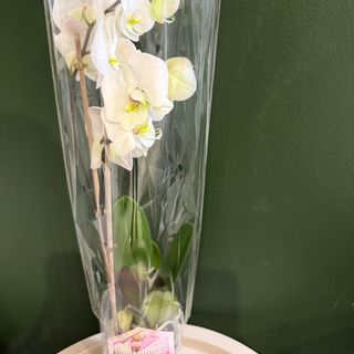 Orhideja Phalaenopsis