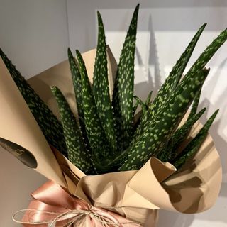 Aloe
