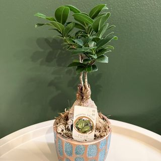 Bonsai mini