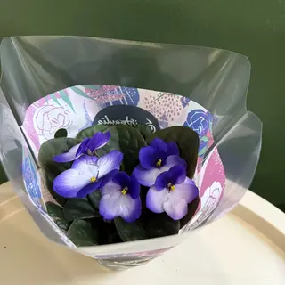 Ljubičica