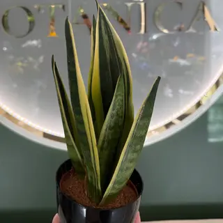Sanseveria