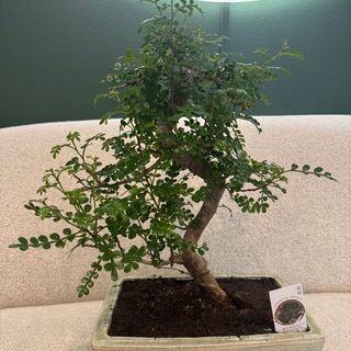 Bonsai