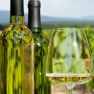 СОВИНЬОН БЛАН BY LA PASTARIA, Дунавска Равнина, България