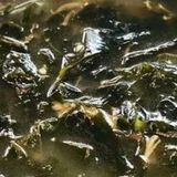 Seaweed soup