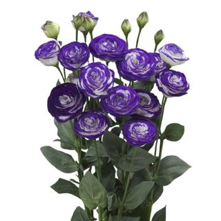 3 Еустоми, лилави