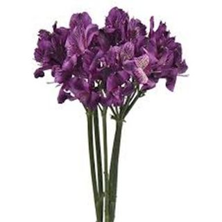 5 Алстромерии, Лилави