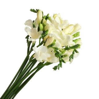 9 Фрезии, Бели