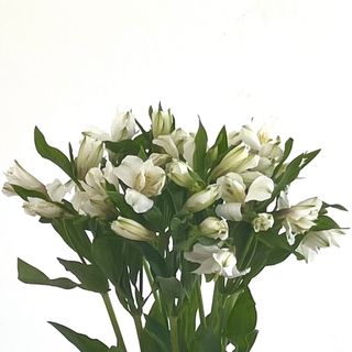 5 Алстромерии, Бели