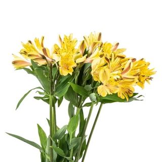 5 Алстромерии, Жълти