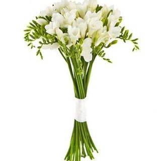 21 Фрезии, Бели