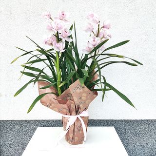 Цимбидиум в саксия