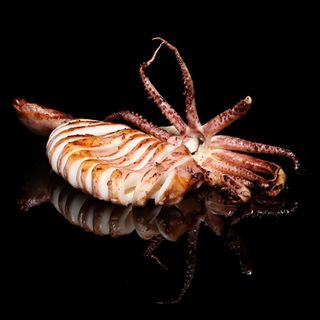 Калмар на плоча с копър и зехтин (250г)