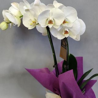 Орхидея фаленопсис с два клона