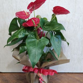 Антуриум в саксия