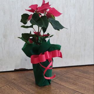 Коледна звезда